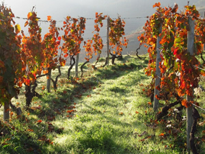 Vinho Verde Wine Lover Monverde